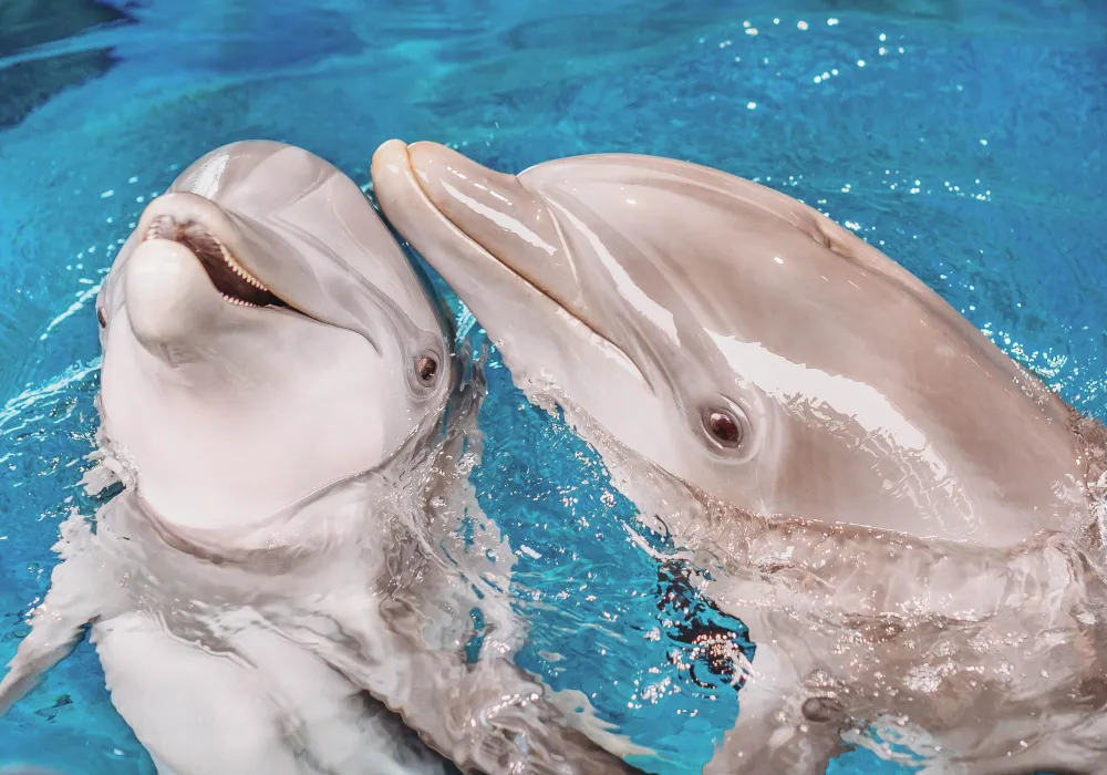 clearwater-marine-aquarium