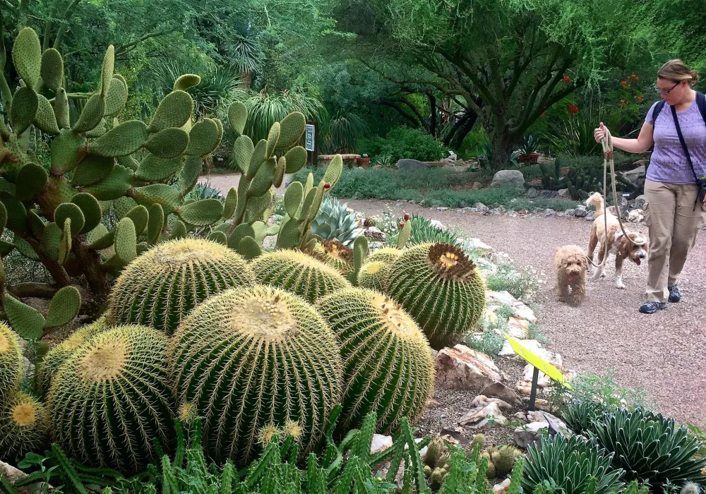 visiting-the-tucson-botanical-gardens